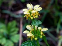 Gewöhnliche Goldnessel